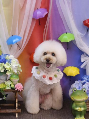 20230620ピッピちゃん